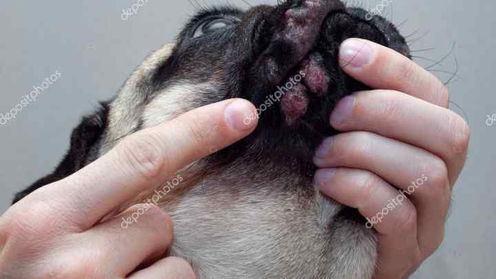 Як проявляється алергія у собак