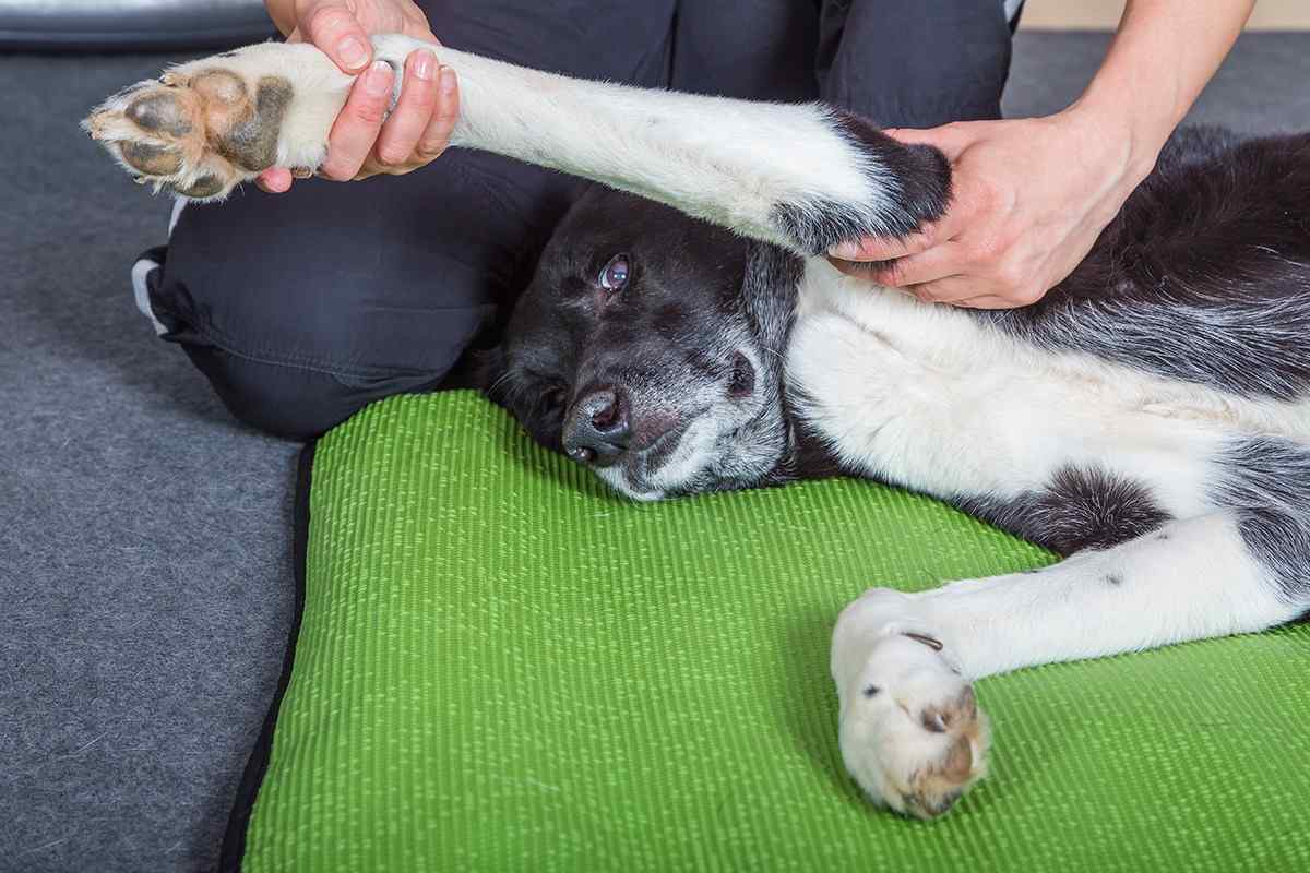 Як лікувати лапу собаці