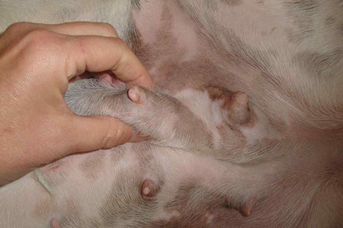 Як лікувати мастопатію у собак