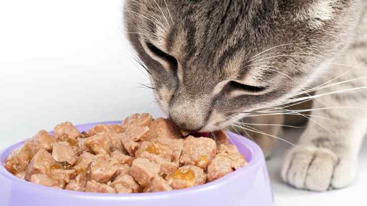 Що робити, якщо кішка відмовляється від їжі і води