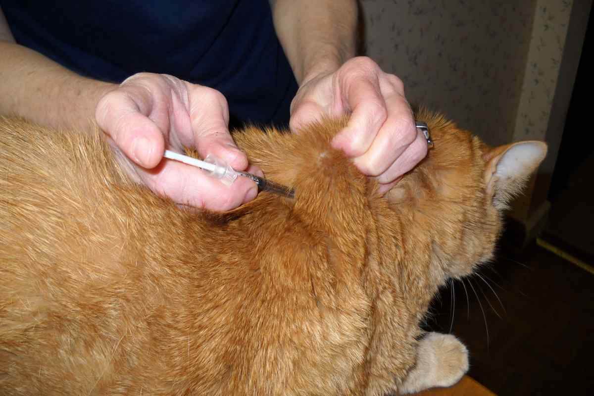 Як робити внутрішньомишкові уколи кішці