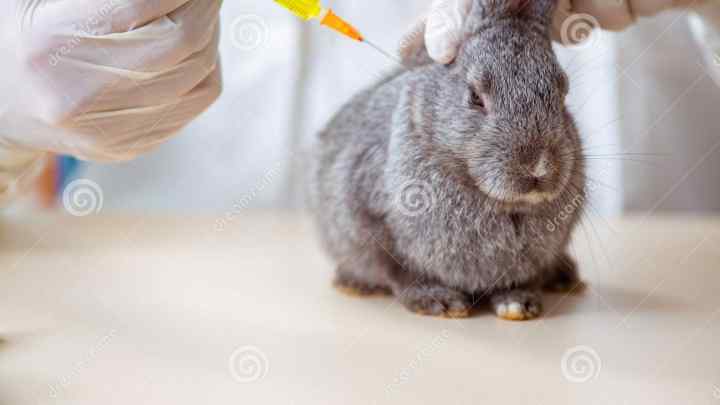Як зробити укол кролику