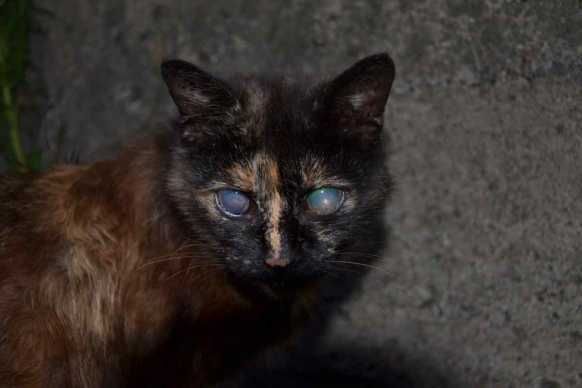 Чому темна сеча у кішки