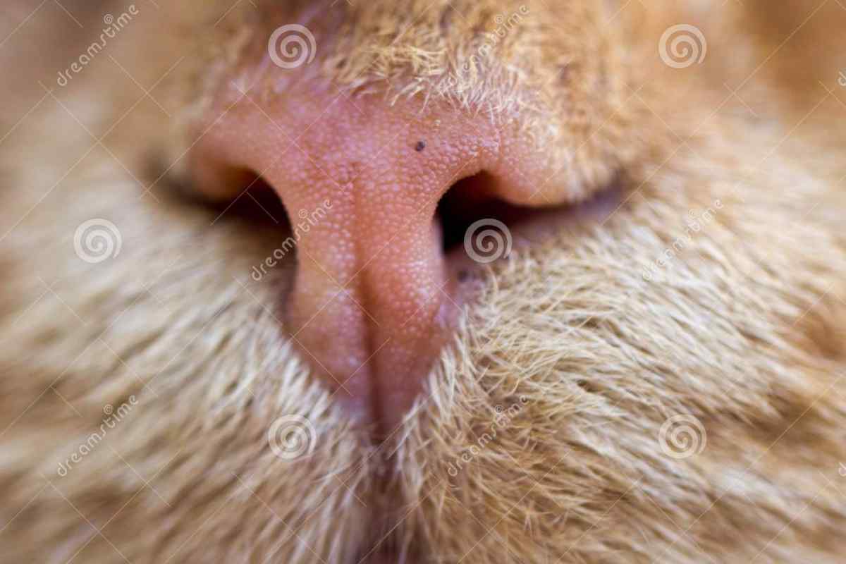 Чи варто турбуватися, якщо у кішки сухий ніс