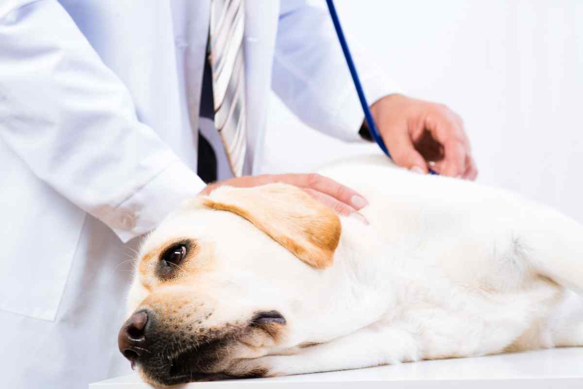 Як лікувати хвору печінку у собаки