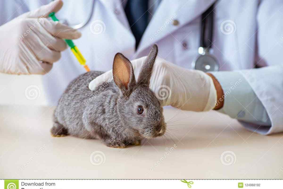 Догляд за кроликами, хвороби неінфекційного характеру та їх лікування