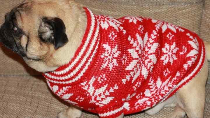 Як зв 'язати светр з візерунком для собаки