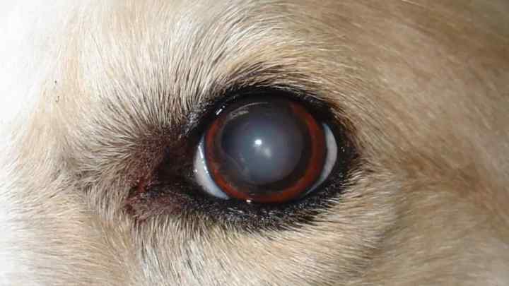 Як лікувати очі у собак