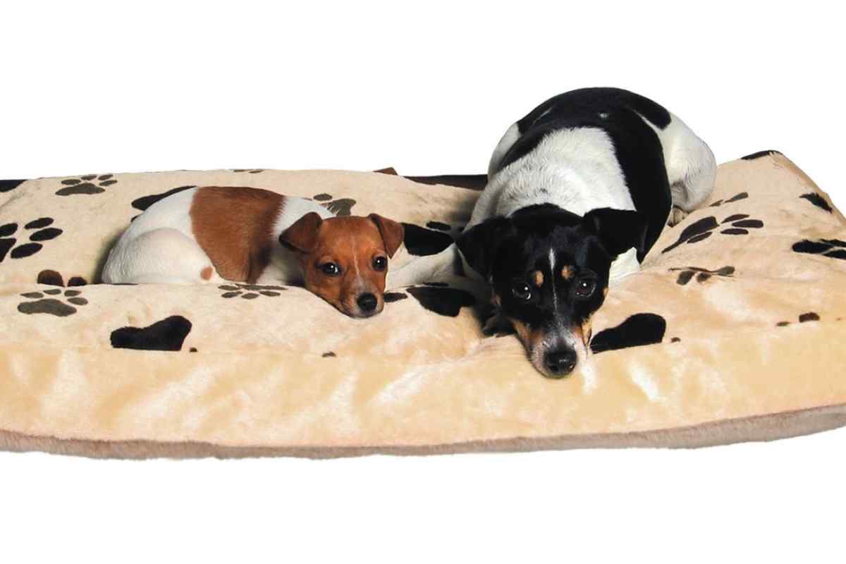 Що таке охолоджувальний килимок для собак і навіщо він потрібен