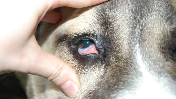 Коньюктивіт у собак: діагностика та лікування