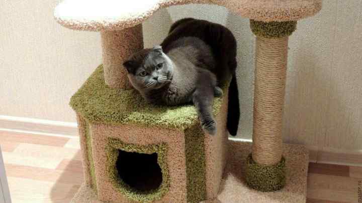 Як зробити самому будиночок для кота