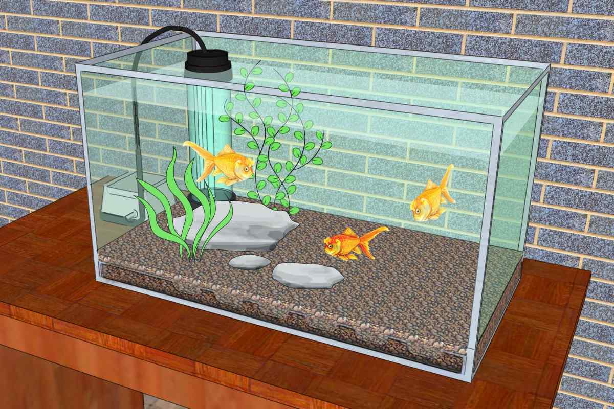 Як зробити воду в акваріумі прозорою