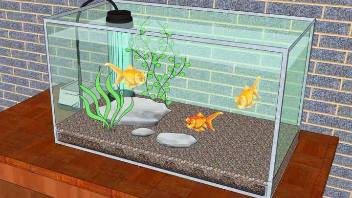 Як зробити воду в акваріумі прозорою