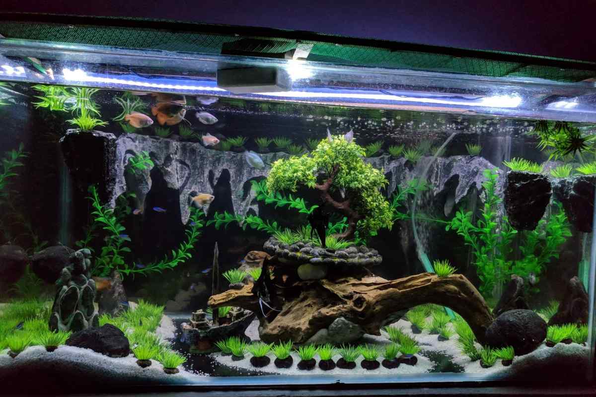 Як прикрасити акваріум