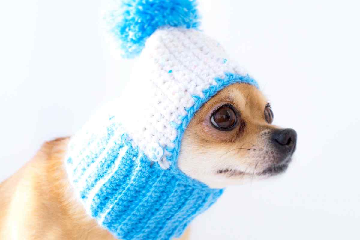 Як зшити шапку для собаки