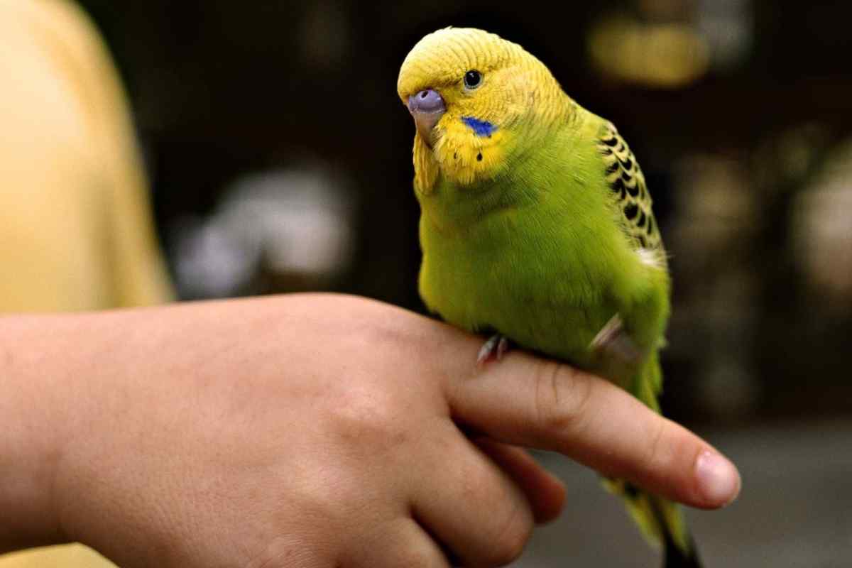 Як навчити папугу сідати на руку