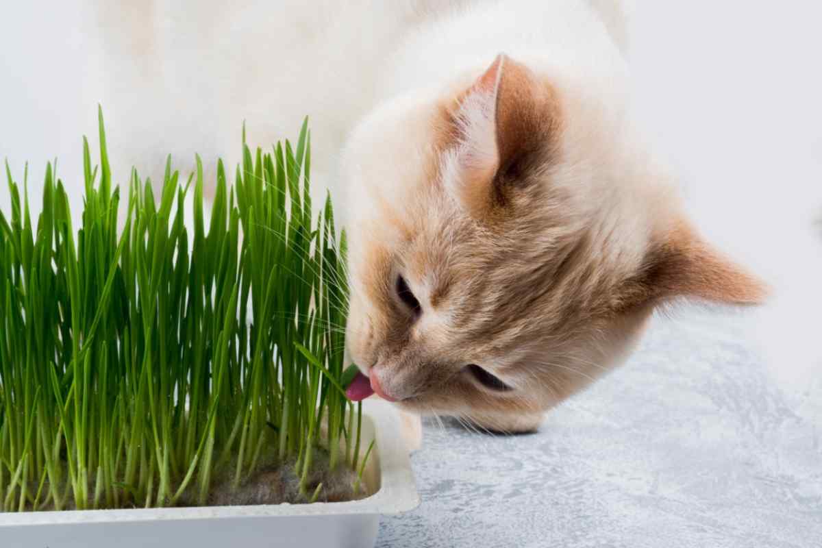 Які рослини допомагають лікувати домашніх тварин