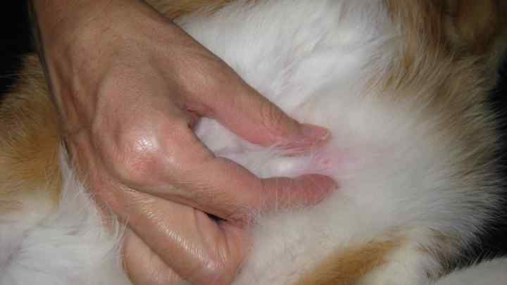 Як лікувати печінку у кота
