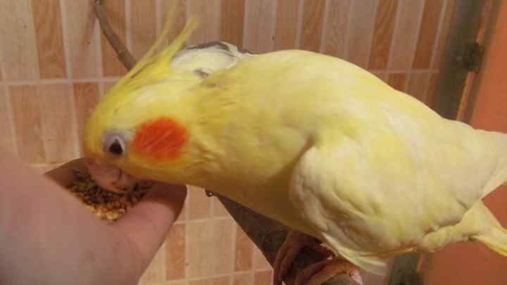 Як привчити папугу до рук
