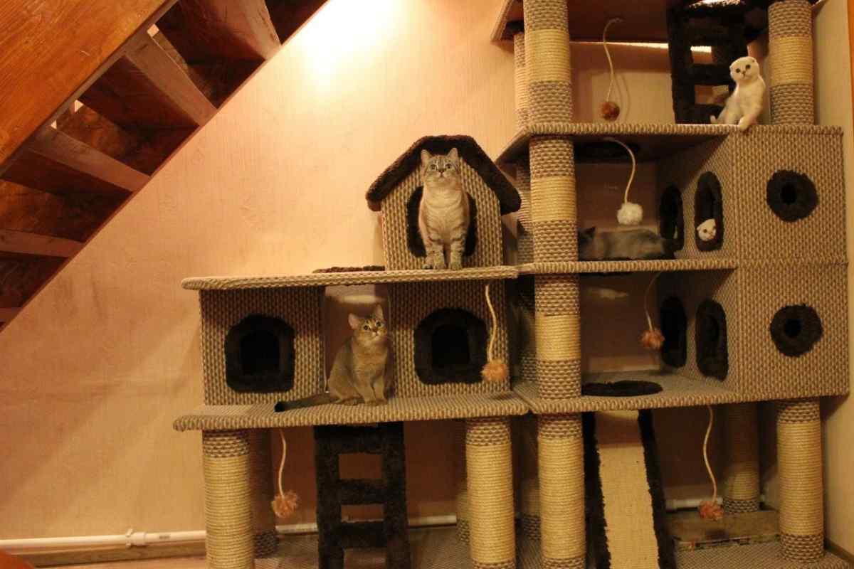 Як побудувати будинок для кішки