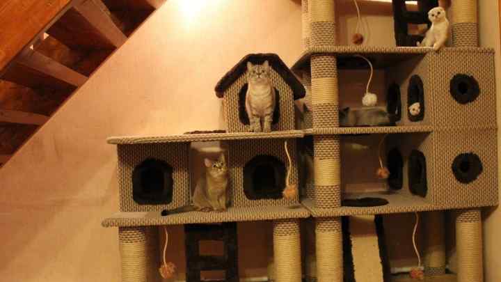 Як побудувати будинок для кішки