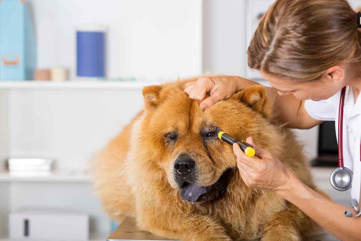 Як лікувати нежить у собак
