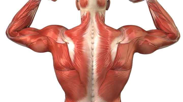 Як прокачати м 'язи спини
