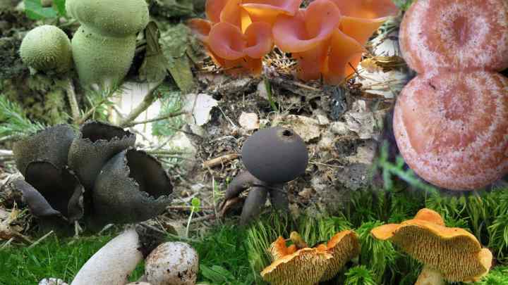 Як розрізняти гриби