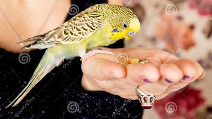 Як годувати пташенят папуг