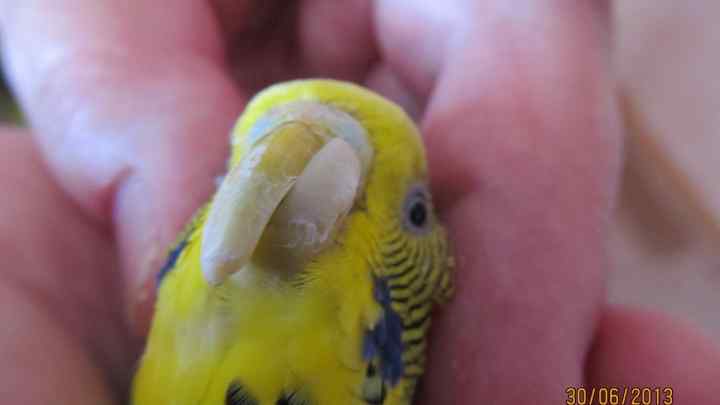 Як обрізати дзьб біля папуги