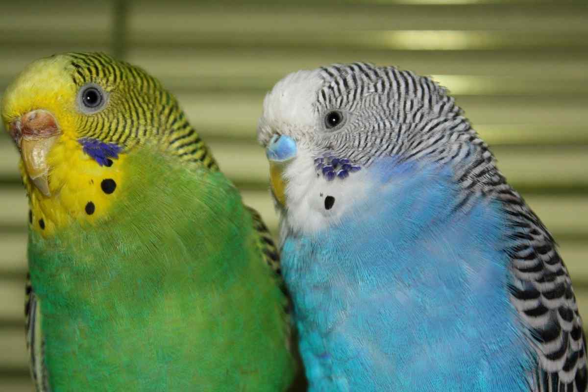 Як визначити самця папугу