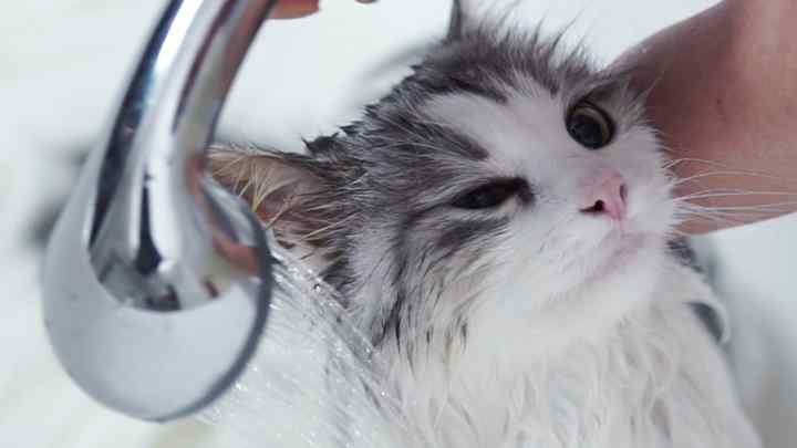 Як мити кішку