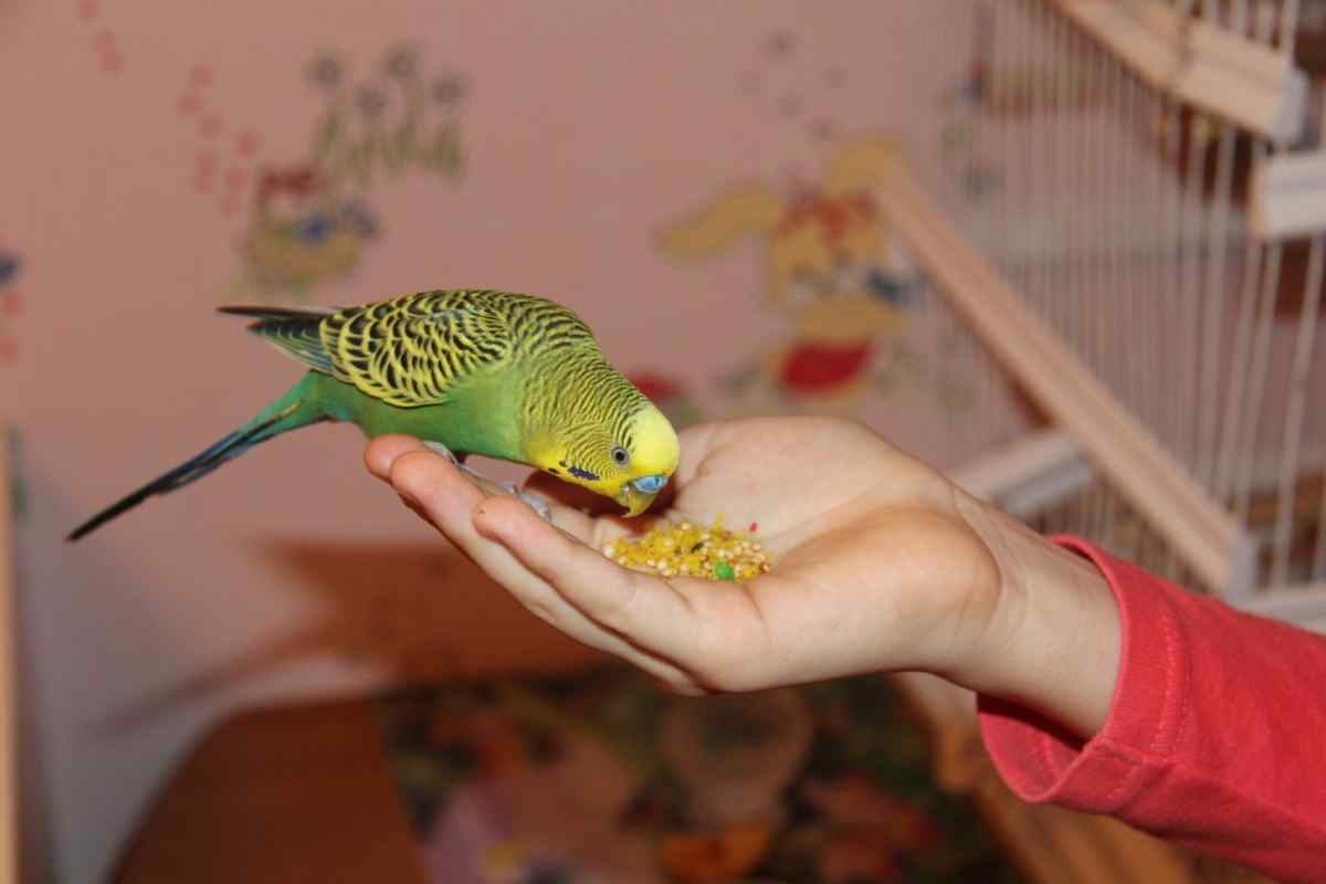 Все про папуг: як годувати