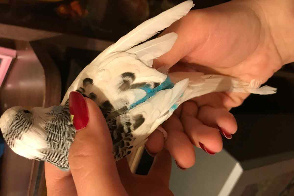 Як обрізати крила біля папуги