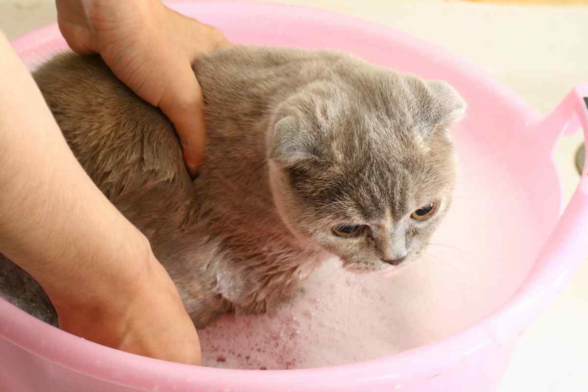 Як вимити кота