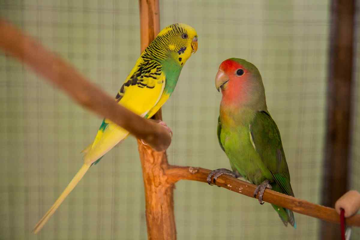 Які є породи балакучих папуг