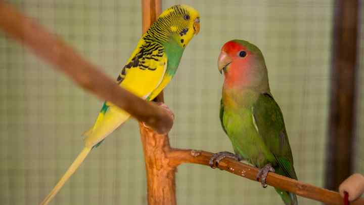 Які є породи балакучих папуг