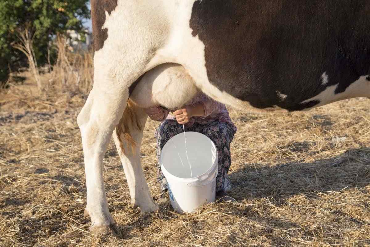 Як вибрати корову