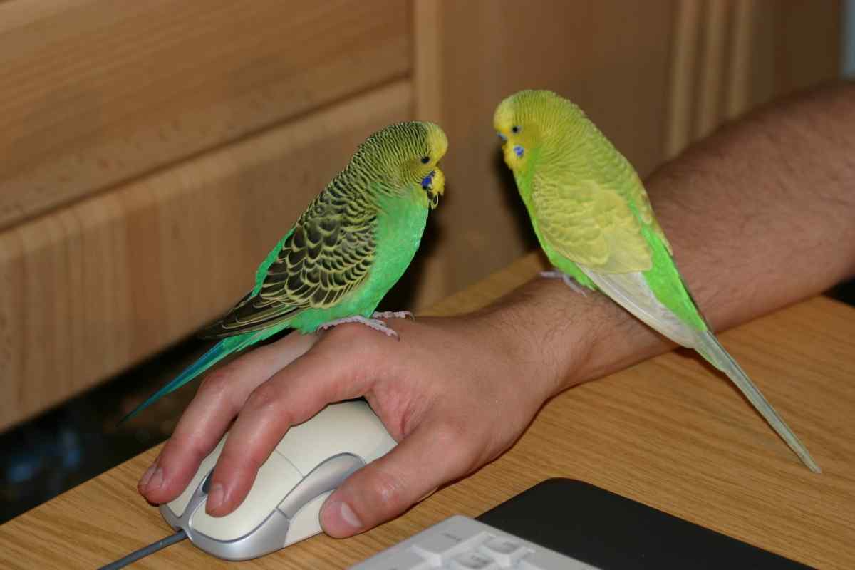 Як приручити папугу