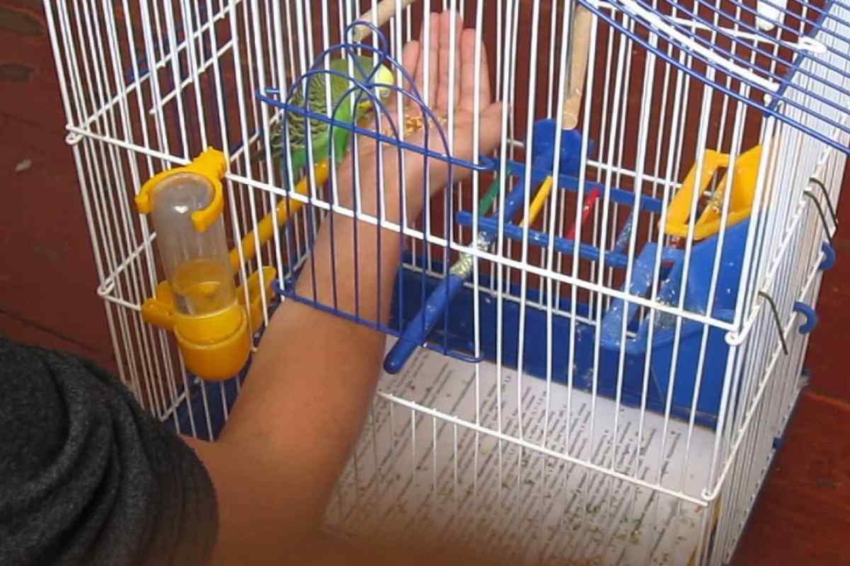 Як приручити хвилястого папугу