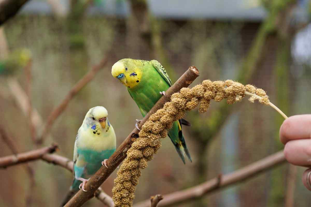 Як визначити вік хвилястого папужки
