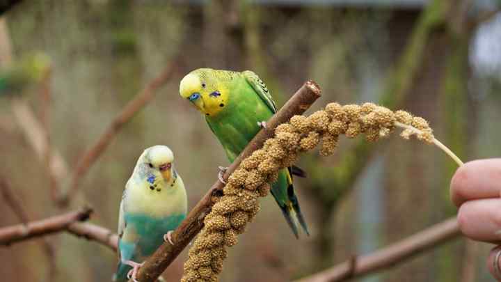 Як визначити вік хвилястого папужки