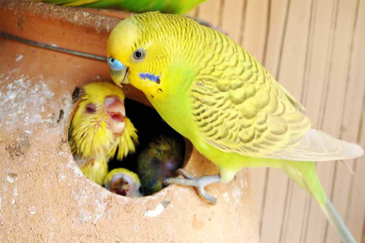 Як не заразитися від папуги