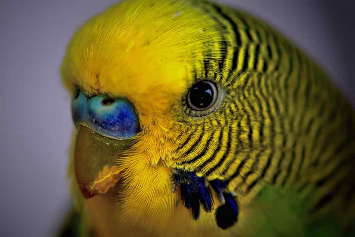 Як вирішити проблеми з дзьобом хвилястого папуги