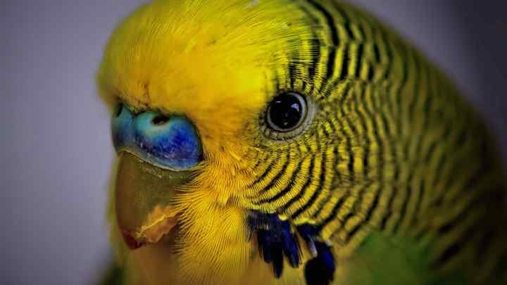 Як вирішити проблеми з дзьобом хвилястого папуги