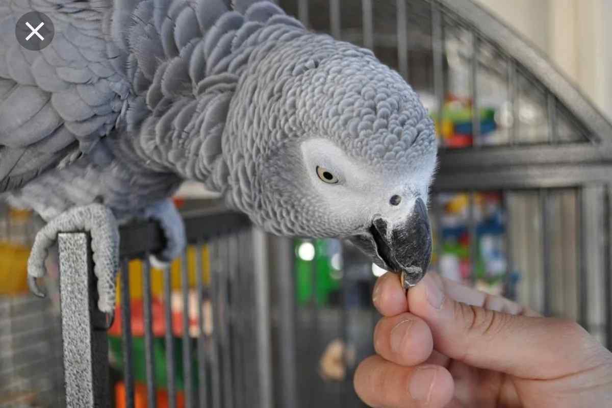 Як вибрати папугу жако