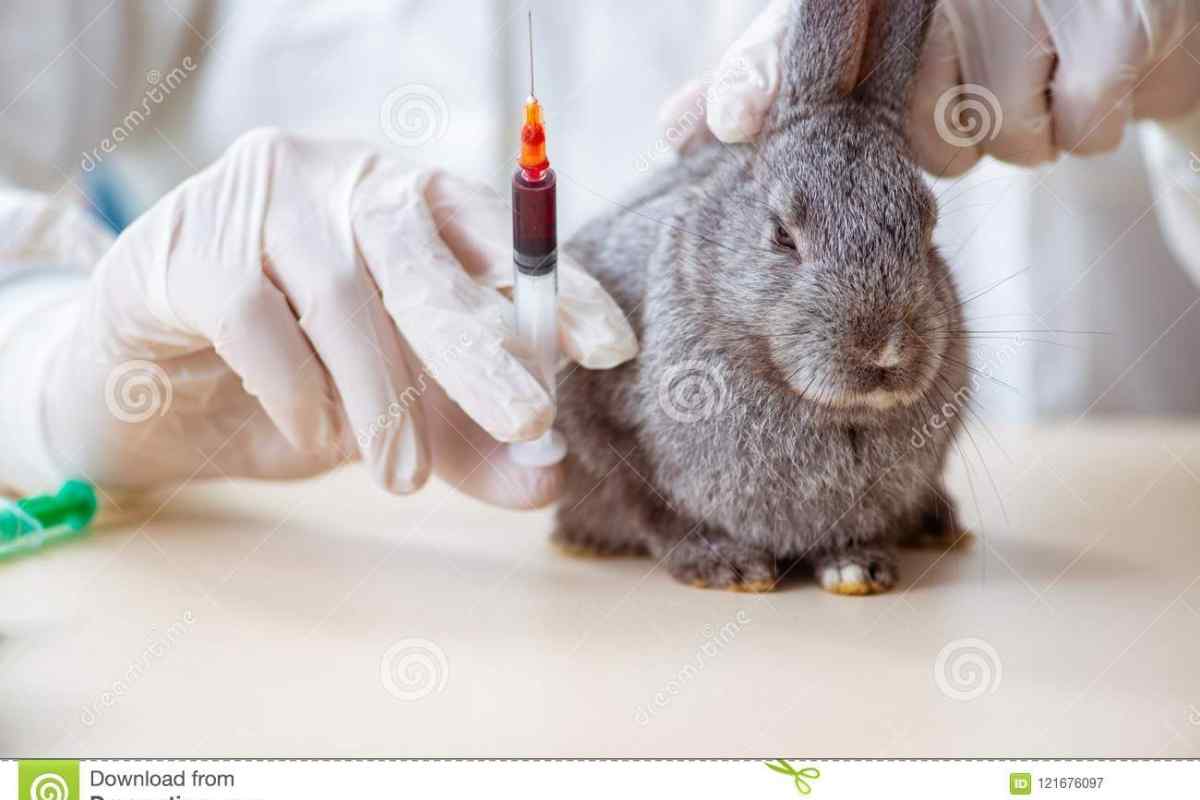 Як робити щеплення кроликам