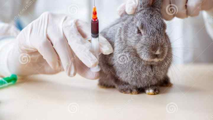 Як робити щеплення кроликам