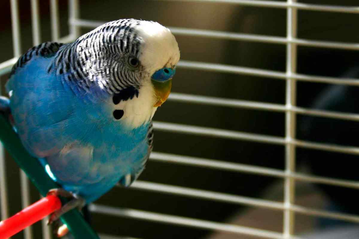 Як грати з хвилястим папугою