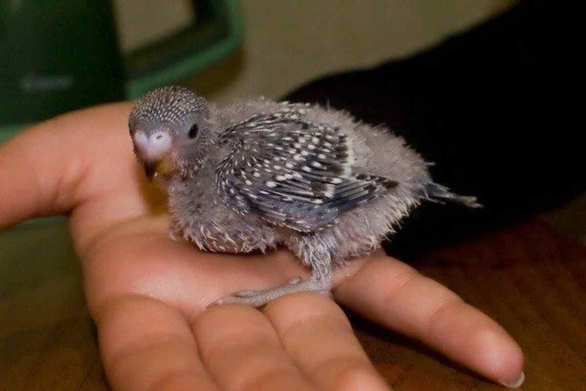Як вигодувати пташенят хвилястого папугу